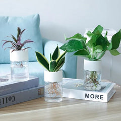 Transparent Small Hydroponic Plant Pot